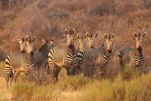 Wonders of Africa | Explore the Untamed Beauty of the Wild Continent